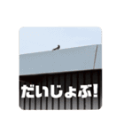 シャオミイピヨススタンプ（個別スタンプ：6）