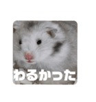 シャオミイピヨススタンプ（個別スタンプ：8）