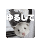 シャオミイピヨススタンプ（個別スタンプ：9）