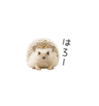ちっちゃいハリネズミのスタンプだよ（個別スタンプ：1）