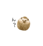 ちっちゃいハリネズミのスタンプだよ（個別スタンプ：4）