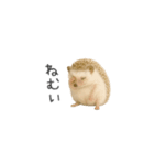 ちっちゃいハリネズミのスタンプだよ（個別スタンプ：5）