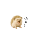 ちっちゃいハリネズミのスタンプだよ（個別スタンプ：6）