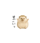 ちっちゃいハリネズミのスタンプだよ（個別スタンプ：7）
