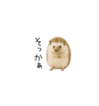 ちっちゃいハリネズミのスタンプだよ（個別スタンプ：8）