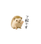 ちっちゃいハリネズミのスタンプだよ（個別スタンプ：11）