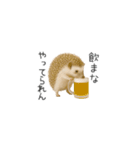 ちっちゃいハリネズミのスタンプだよ（個別スタンプ：12）