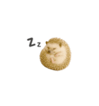 ちっちゃいハリネズミのスタンプだよ（個別スタンプ：13）