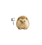 ちっちゃいハリネズミのスタンプだよ（個別スタンプ：18）