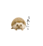 ちっちゃいハリネズミのスタンプだよ（個別スタンプ：19）