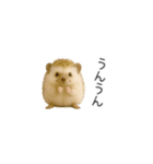 ちっちゃいハリネズミのスタンプだよ（個別スタンプ：20）