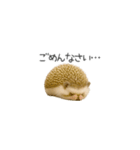 ちっちゃいハリネズミのスタンプだよ（個別スタンプ：21）
