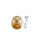 ちっちゃいハリネズミのスタンプだよ（個別スタンプ：23）