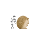 ちっちゃいハリネズミのスタンプだよ（個別スタンプ：28）