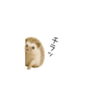 ちっちゃいハリネズミのスタンプだよ（個別スタンプ：32）