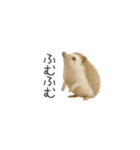 ちっちゃいハリネズミのスタンプだよ（個別スタンプ：33）