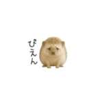 ちっちゃいハリネズミのスタンプだよ（個別スタンプ：36）