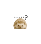 ちっちゃいハリネズミのスタンプだよ（個別スタンプ：37）