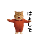 ネッコさんのおスタンプ4（個別スタンプ：17）