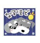 彩りシュナウザー(松原のラン（個別スタンプ：9）