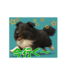 可愛いシェルティーの普段遣いの一言（個別スタンプ：5）