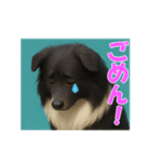 可愛いシェルティーの普段遣いの一言（個別スタンプ：9）