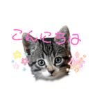 にゃん長とこんにちは★挨拶すたんぷ（個別スタンプ：1）