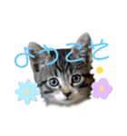 にゃん長とこんにちは★挨拶すたんぷ（個別スタンプ：4）