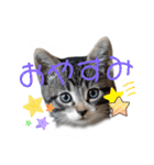 にゃん長とこんにちは★挨拶すたんぷ（個別スタンプ：5）