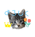 にゃん長とこんにちは★挨拶すたんぷ（個別スタンプ：6）