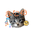 にゃん長とこんにちは★挨拶すたんぷ（個別スタンプ：7）