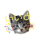 にゃん長とこんにちは★挨拶すたんぷ（個別スタンプ：8）
