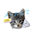 にゃん長とこんにちは★挨拶すたんぷ（個別スタンプ：14）