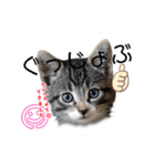 にゃん長とこんにちは★挨拶すたんぷ（個別スタンプ：17）