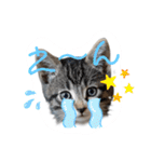 にゃん長とこんにちは★挨拶すたんぷ（個別スタンプ：19）