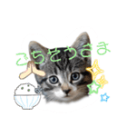 にゃん長とこんにちは★挨拶すたんぷ（個別スタンプ：21）