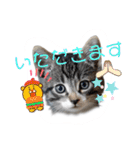 にゃん長とこんにちは★挨拶すたんぷ（個別スタンプ：22）