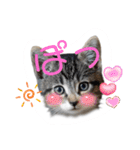 にゃん長とこんにちは★挨拶すたんぷ（個別スタンプ：23）