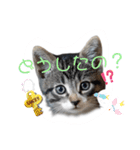 にゃん長とこんにちは★挨拶すたんぷ（個別スタンプ：24）