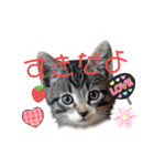 にゃん長とこんにちは★挨拶すたんぷ（個別スタンプ：25）