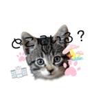 にゃん長とこんにちは★挨拶すたんぷ（個別スタンプ：26）