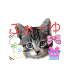 にゃん長とこんにちは★挨拶すたんぷ（個別スタンプ：29）