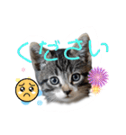 にゃん長とこんにちは★挨拶すたんぷ（個別スタンプ：30）