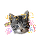 にゃん長とこんにちは★挨拶すたんぷ（個別スタンプ：31）