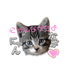 にゃん長とこんにちは★挨拶すたんぷ（個別スタンプ：32）