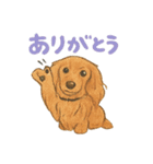 ミニチュアダックスのくぽら（個別スタンプ：1）
