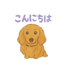 ミニチュアダックスのくぽら（個別スタンプ：5）