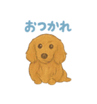 ミニチュアダックスのくぽら（個別スタンプ：8）