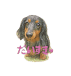ミニチュアダックスのくぽら（個別スタンプ：38）