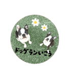 ボストンテリアのバム2【ナスちゃん登場】（個別スタンプ：39）